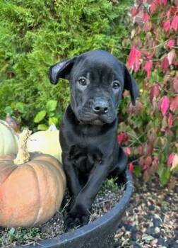 Rocky -  Boston Terrier Dog for Adoption in New Baltimore, Michigan - Rocky | PetCurious
