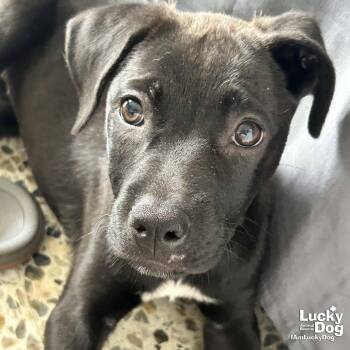 Retriever and Labrador Retriever Dogs Available for Adoption in Washington, District Of Columbia - Lil Nila | PetCurious