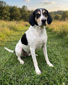Lieutenant Dan -  Hound Dog for Adoption in Wabash, Indiana - Lieutenant Dan | PetCurious