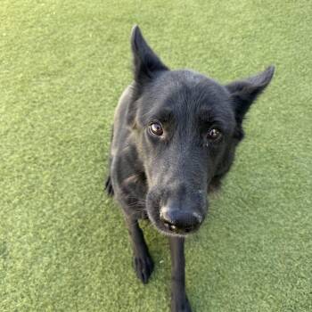 German Shepherd Dog Dogs Available for Adoption in Phoenix, Arizona - Agatha | PetCurious