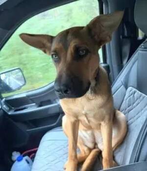 Cheyenne -  German Shepherd Dog Dog for Adoption in Lewiston, Idaho - Cheyenne | PetCurious