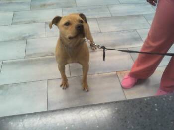 Mixed Breed Dogs Available for Adoption in Charlotte, North Carolina - SAVION | PetCurious