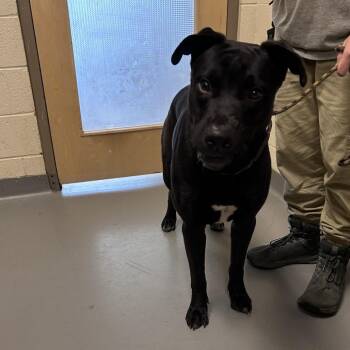 Mixed Breed Dogs Available for Adoption in Asheville, North Carolina - Bear | PetCurious