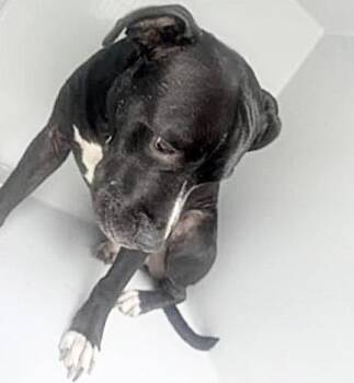 Pit Bull Terrier Dogs Available for Adoption in Houston, Texas - A654346 | PetCurious