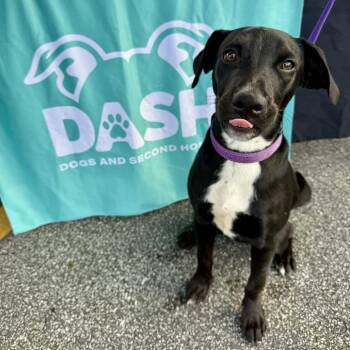 Nova -  Labrador Retriever and Mixed Breed Dog for Adoption in Valparaiso, Indiana - Nova | PetCurious