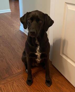 Scout -  Labrador Retriever and Hound Dog for Adoption in Waxhaw, North Carolina - Scout | PetCurious