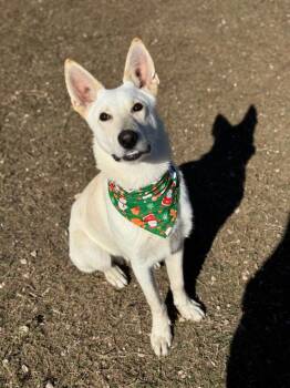 White German Shepherd and Terrier Dogs Available for Adoption in Canyon Lake, Texas - Spencer | PetCurious