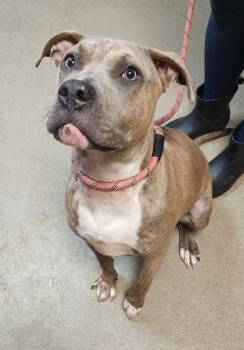 Rescue Mixed Breed Dogs for Adoption in Spartanburg, South Carolina - Ann | PetCurious