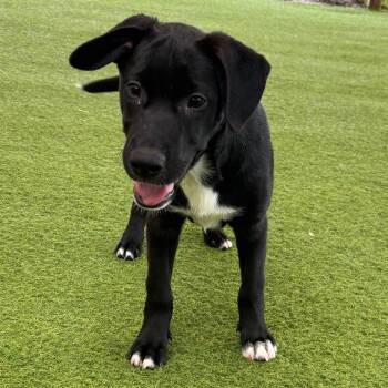 Betty 1348 -  Mixed Breed Dog for Adoption in Loxahatchee Groves, Florida - Betty 1348 | PetCurious