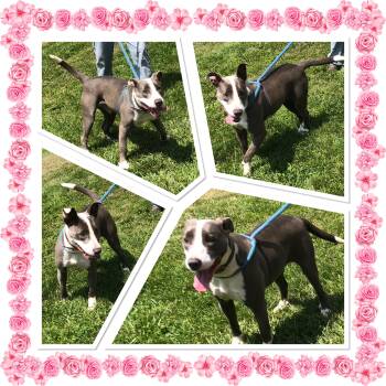 KARMIE -  Pit Bull Terrier Dog for Adoption in Buckhannon, West Virginia - KARMIE | PetCurious