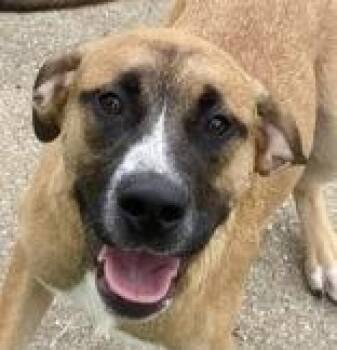 Elroy -  Shepherd Dog for Adoption in Glasgow, Kentucky - Elroy | PetCurious