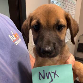 Nyx 22437 -  Basset Hound and Labrador Retriever Dog for Adoption in Cumming, Georgia - Nyx 22437 | PetCurious