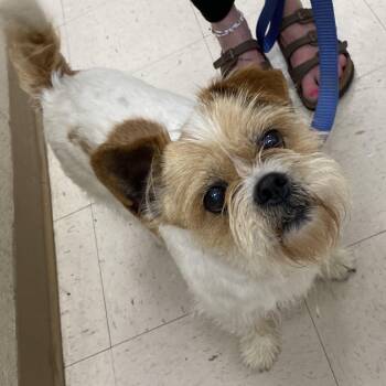 Shih Tzu and Mixed Breed Dogs Available for Adoption in Jacksboro, Tennessee - Bruce Lee | PetCurious