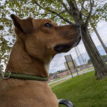 Willow May -  Mixed Breed Dog for Adoption in Ballston Spa, New York - Willow May | PetCurious