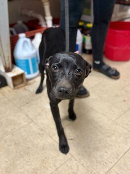 Rescue Mixed Breed Dogs for Adoption in Chillicothe, Ohio - Samara Morgan | PetCurious