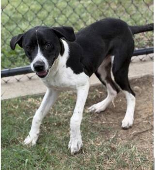Ranger -  Pointer and Terrier Dog for Adoption in Bloomfield, Connecticut - Ranger | PetCurious