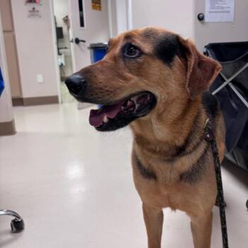 German Shepherd Dog Dogs Available for Adoption in Goleta, California - Sony | PetCurious