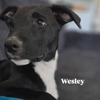 Wesley -  Mixed Breed Dog for Adoption in Lexington, Kentucky - Wesley | PetCurious