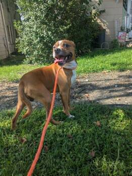 Buck -  Jack Russell Terrier and Pit Bull Terrier Dog for Adoption in Lock Haven, Pennsylvania - Buck | PetCurious