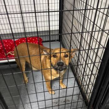 Jimbob -  Terrier Dog for Adoption in St. Louis, Missouri - Jimbob | PetCurious