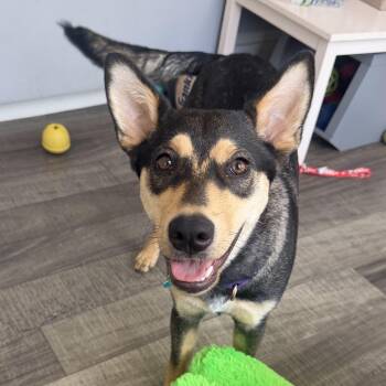 Scout -  Shepherd and Australian Kelpie Dog for Adoption in Mahwah, New Jersey - Scout | PetCurious