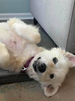 Sweetie -  Great Pyrenees Dog for Adoption in Wando, South Carolina - Sweetie | PetCurious