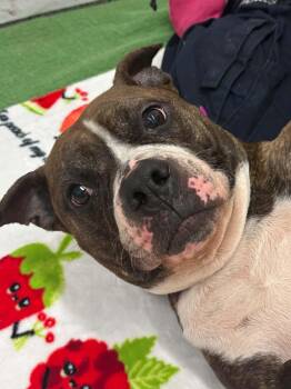 American Staffordshire Terrier and Mixed Breed Dogs Available for Adoption in Oxford, Michigan - Shelby | PetCurious