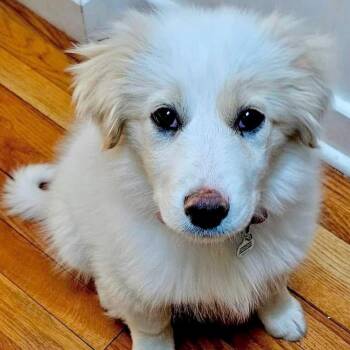 Great Pyrenees and Mixed Breed Dogs Available for Adoption - Teddy | PetCurious