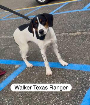 Rescue Mixed Breed Dogs for Adoption in Wantagh, New York - Walker Texas Ranger | PetCurious