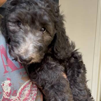 April -  Poodle Dog for Adoption in Burbank, California - April | PetCurious