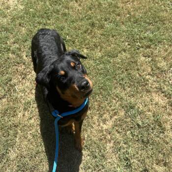 Ginny -  Mixed Breed Dog for Adoption in Chattanooga, Tennessee - Ginny | PetCurious