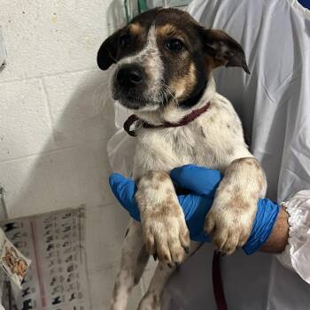 Poe -  Australian Cattle Dog Blue Heeler and Shar Pei Dog for Adoption in Edinburg, Texas - Poe | PetCurious