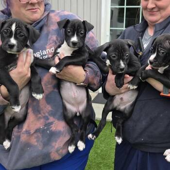 Mixed Breed Dogs Available for Adoption in Bedford, New Hampshire - Grace | PetCurious