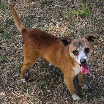 Bernie -  Chihuahua and Mixed Breed Dog for Adoption in Wichita, Kansas - Bernie | PetCurious