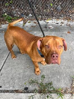 MARTIN -  American Bulldog Dog for Adoption in Doral, Florida - MARTIN | PetCurious