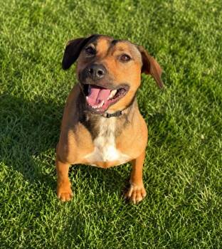 Angelica -  German Shepherd Dog Dog for Adoption in Lindenhurst, New York - Angelica | PetCurious