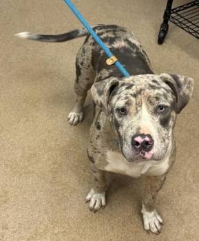 Jarvinia -  Mixed Breed Dog for Adoption in Chamblee, Georgia - Jarvinia | PetCurious