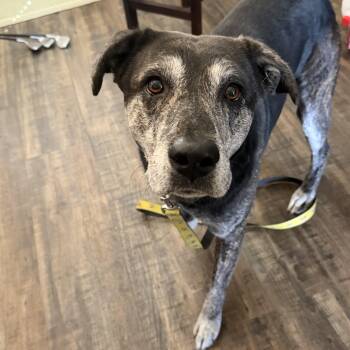 Gus-Gus -  Plott Hound and Labrador Retriever Dog for Adoption in Oak Ridge North, Texas - Gus-Gus | PetCurious