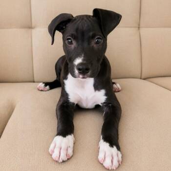 Lieutenant Dan -  American Staffordshire Terrier and Staffordshire Bull Terrier Dog for Adoption in Tampa, Florida - Lieutenant Dan | PetCurious