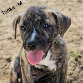 Tonka -  Pit Bull Terrier and Mixed Breed Dog for Adoption in Griswold, Connecticut - Tonka | PetCurious