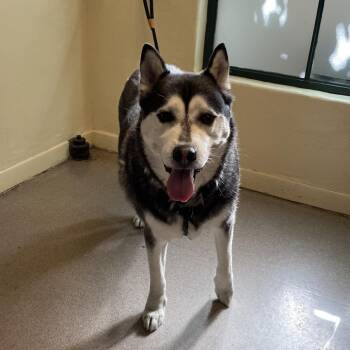 Flynn -  Siberian Husky Dog for Adoption in Pasadena, California - Flynn | PetCurious