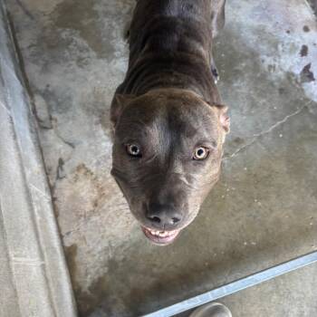Adele -  Pit Bull Terrier Dog for Adoption in Brookfield, Missouri - Adele | PetCurious