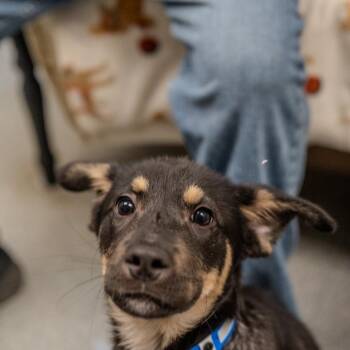 German Shepherd Dog Dogs Available for Adoption - AJ | PetCurious