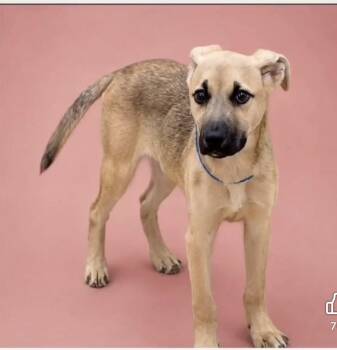 Bambi -  German Shepherd Dog and Shepherd Dog Available for Adoption in Ball Ground, Georgia - Bambi | PetCurious