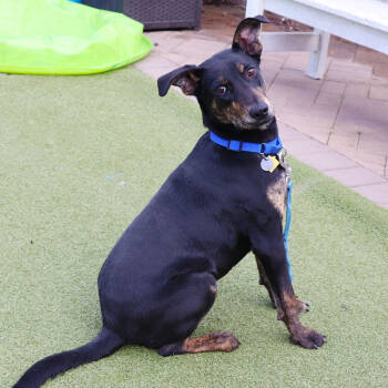 Rescue Mixed Breed Dogs for Adoption in Port Washington, New York - Starburst | PetCurious