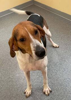 Rocky -  Treeing Walker Coonhound Dog for Adoption in Covington, Virginia - Rocky | PetCurious