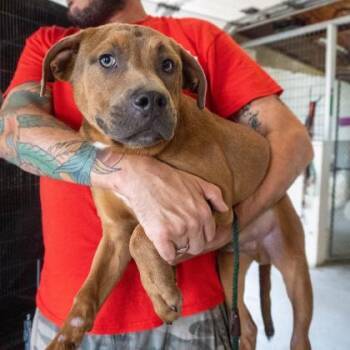 Rescue Mixed Breed Dogs for Adoption in Leander, Texas - Carl | PetCurious