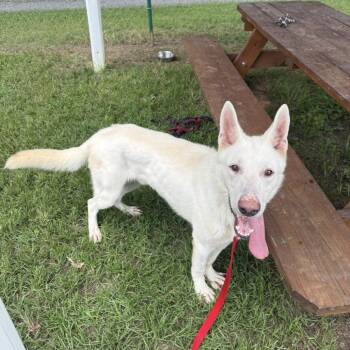 Gandalf -  Mixed Breed Dog for Adoption in Mebane, North Carolina - Gandalf | PetCurious