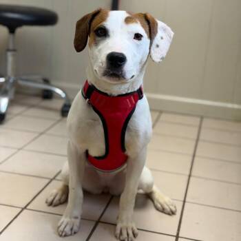 Hound and Jack Russell Terrier Dogs Available for Adoption - Lucy | PetCurious