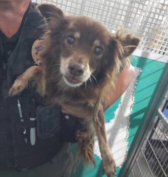 Max -  Terrier and Chihuahua Dog for Adoption in Tulare, California - Max | PetCurious